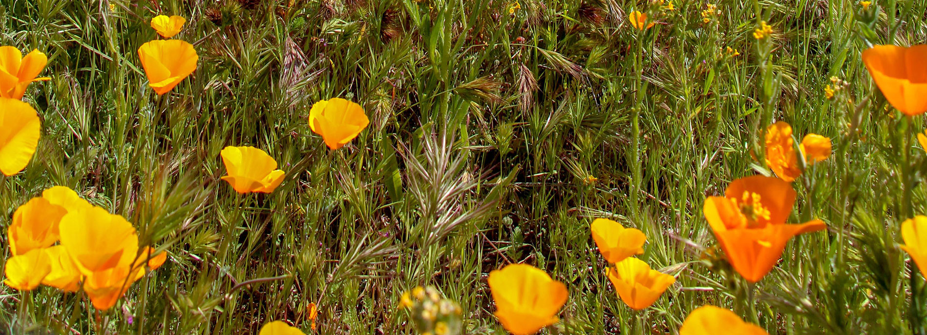 Wildflowers in North Scottsdale Celebrate mom at Thompson 105 Mothers Day restaurant